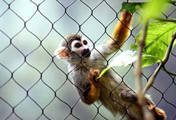 Rede para Animais