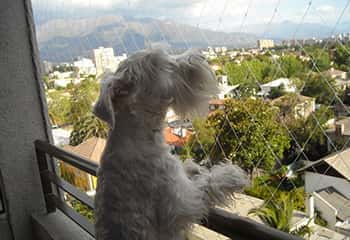 Rede para Cachorros